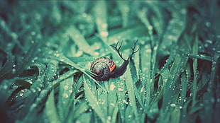 brown and black snail on grass